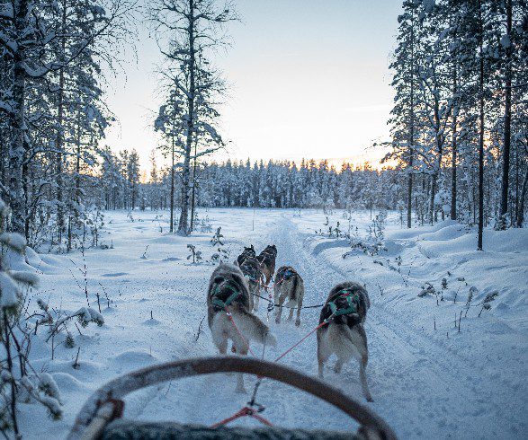 Husky tocht Lapland
