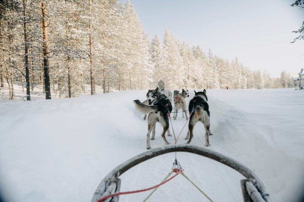 Huskytocht Lapland