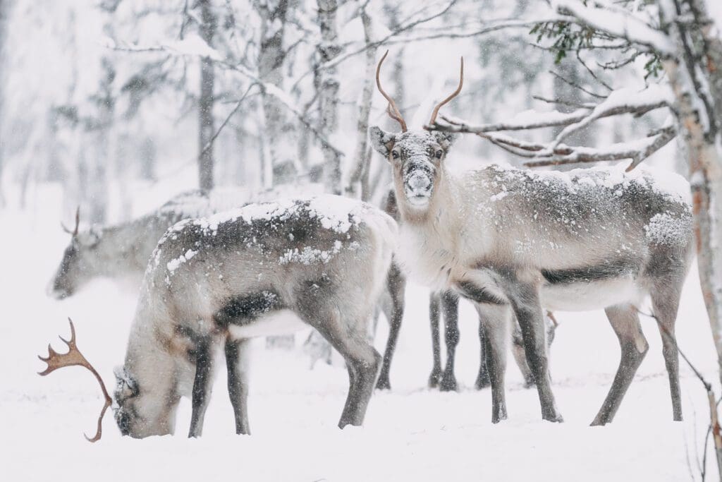 Laponie finlandaise